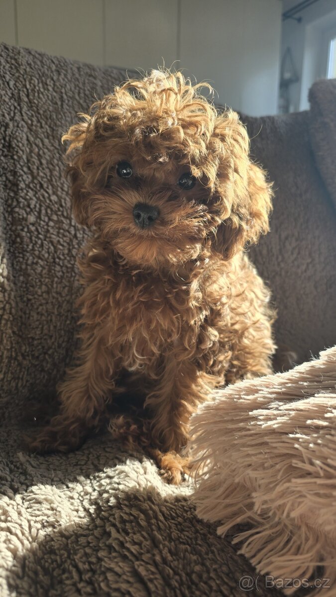 Cavapoo - 4