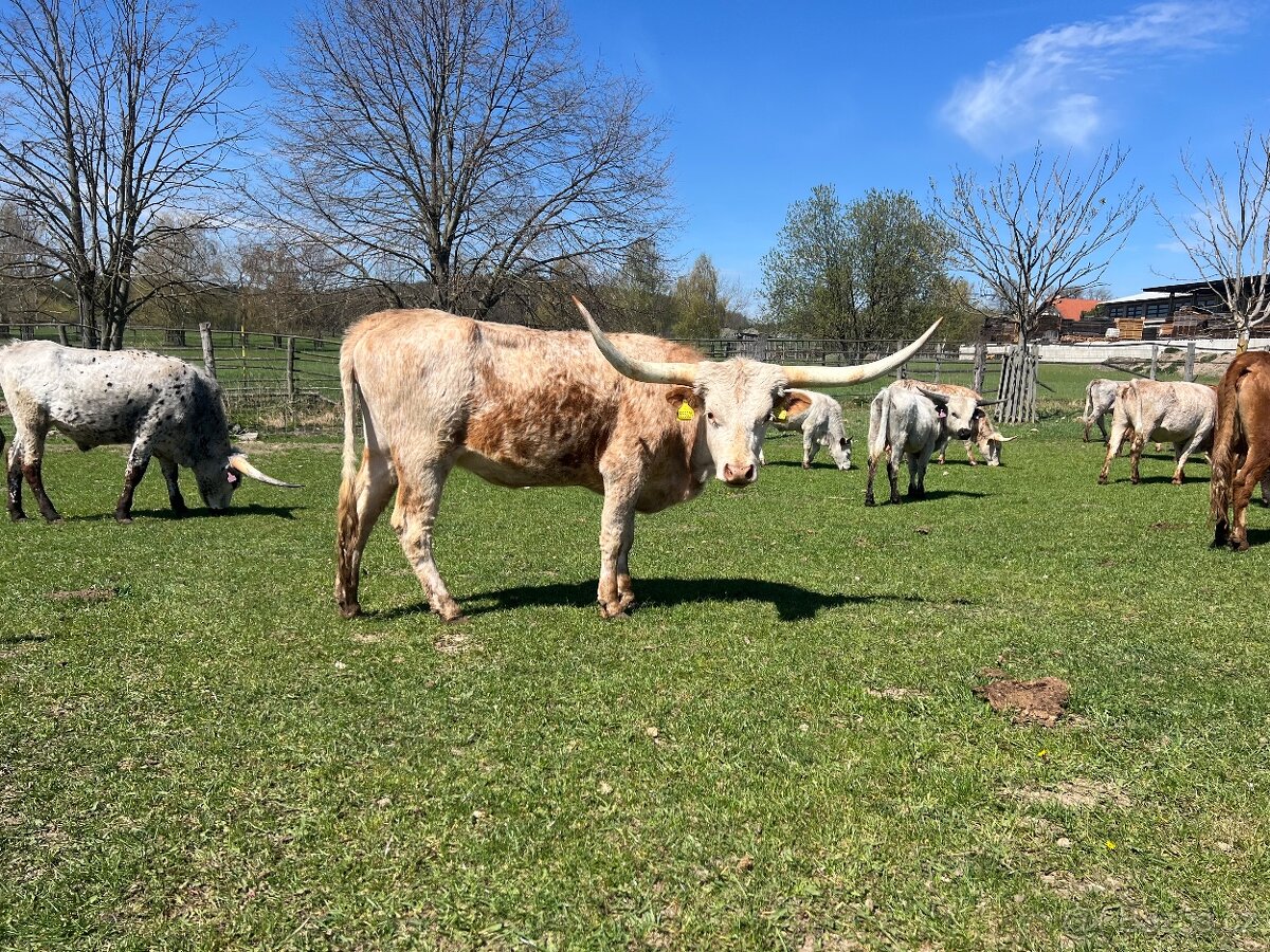 Jalovice Texas longhorn - 4