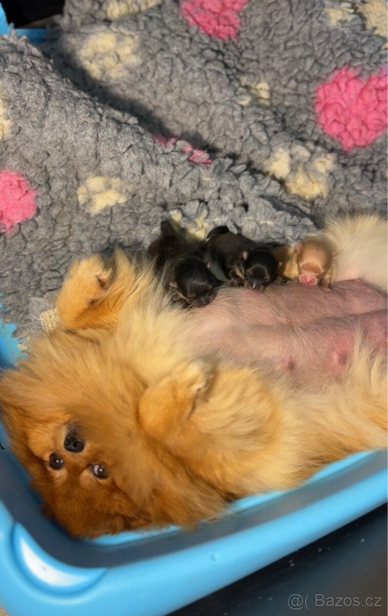 Pomeranian S PP FCI, štěňátka k rezervaci - 4