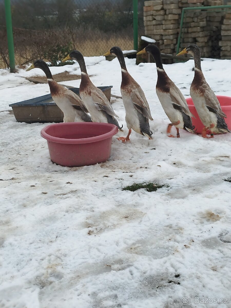 Indický běžec - 4