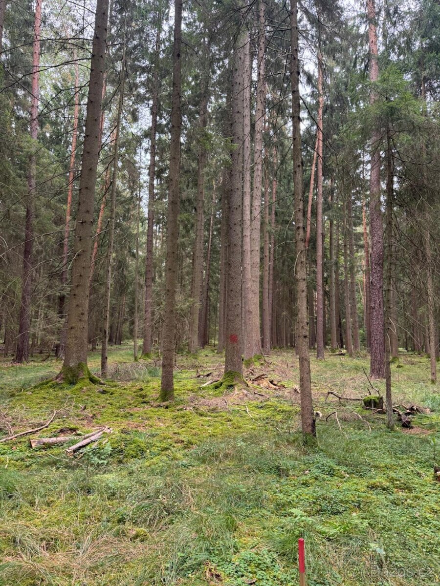 Prodej lesních pozemků k.ú. Zborov - 4