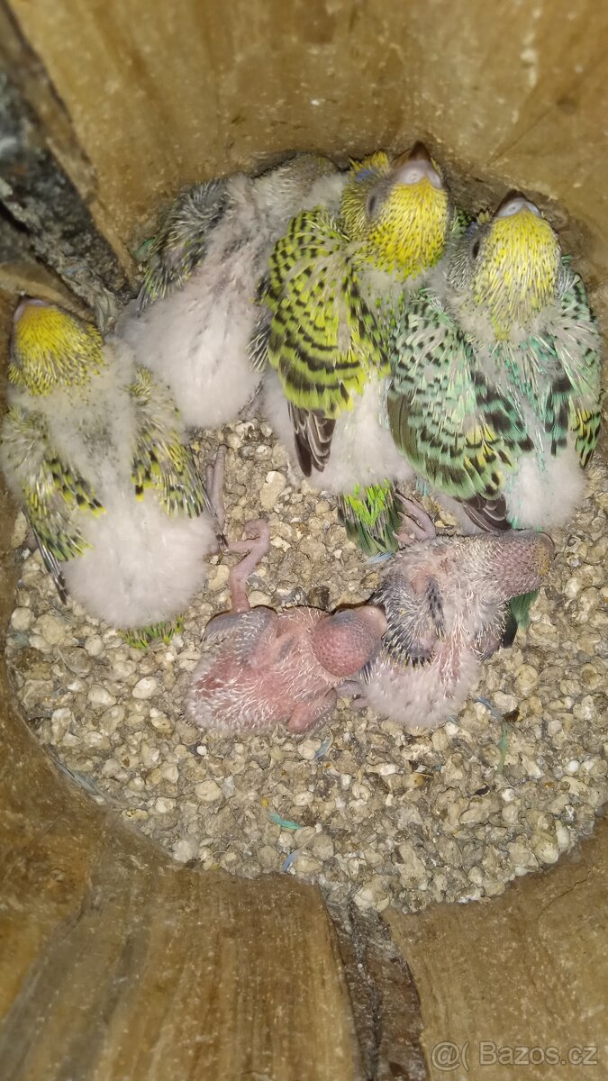 Andulka vlnkovaná - 4