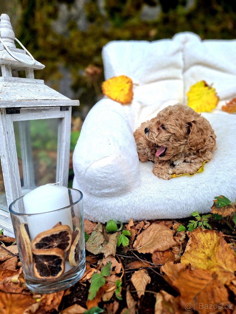 Maltipoo - 4