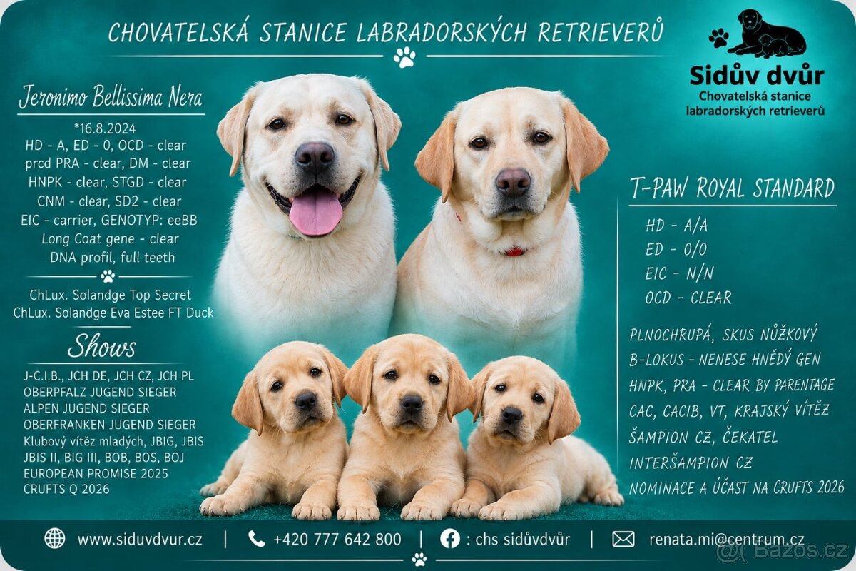 Labradorský retriever - 4