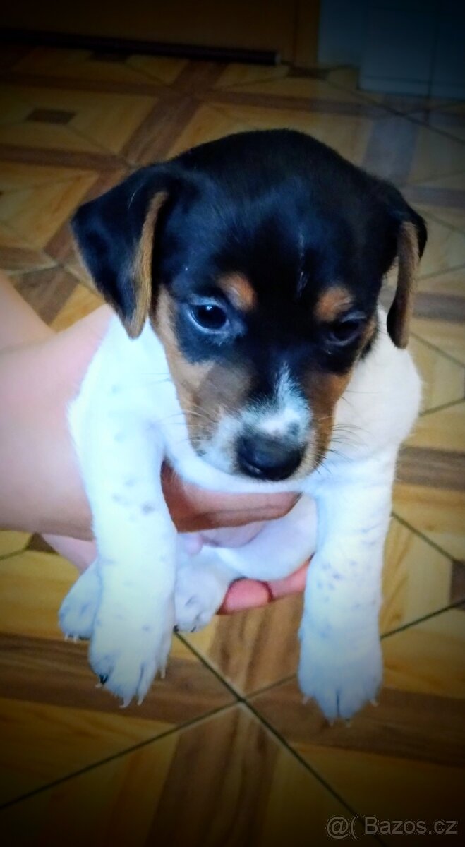 Štěňátka JACK RUSSEL TERIER - 4