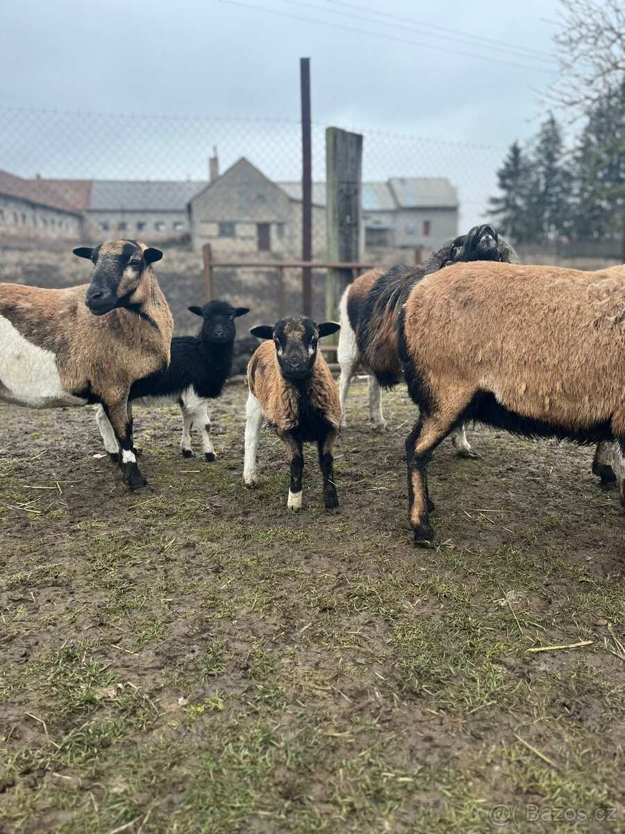 Ovce Kamerunská - jehňátka - 4