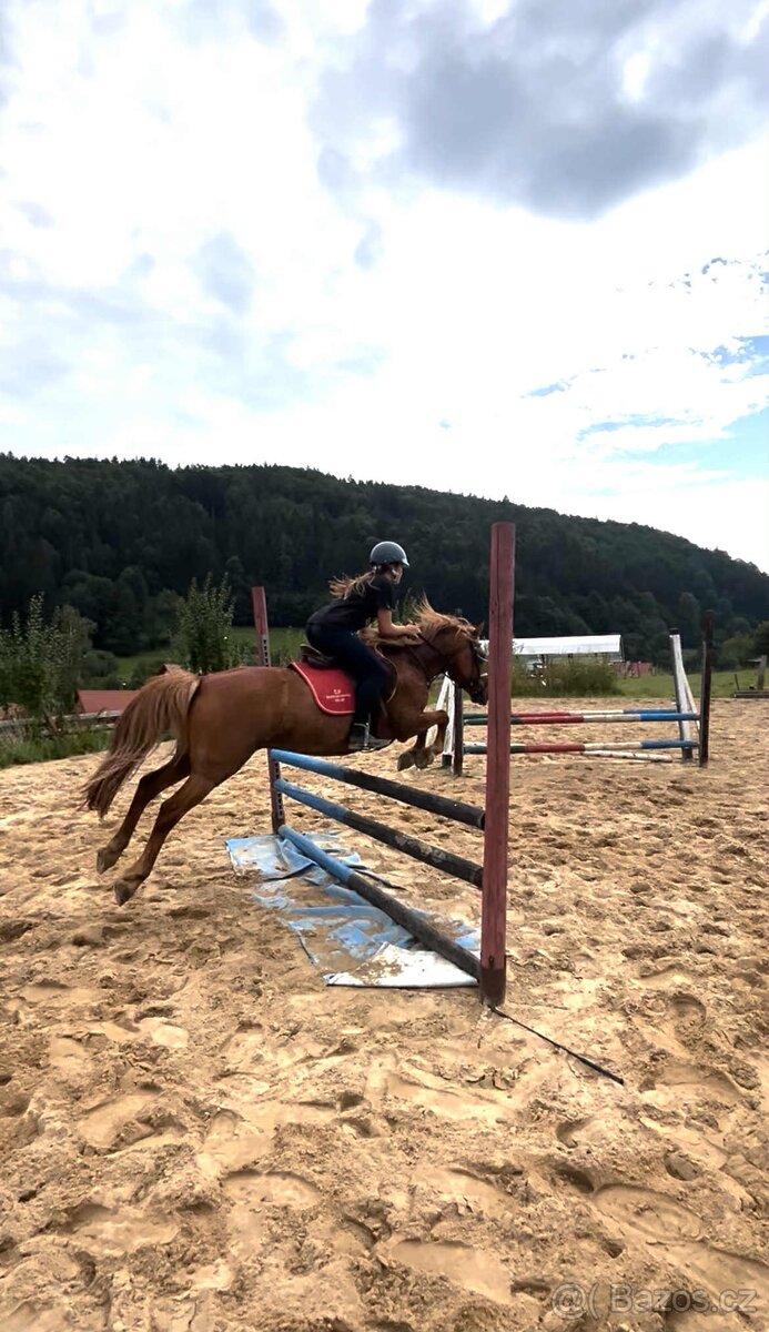 Talentovaný Valach Welsch part-Bred 133cm - 4