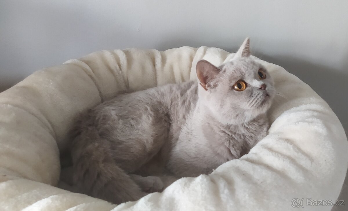 Britská koťátka krátkosrstá - 4