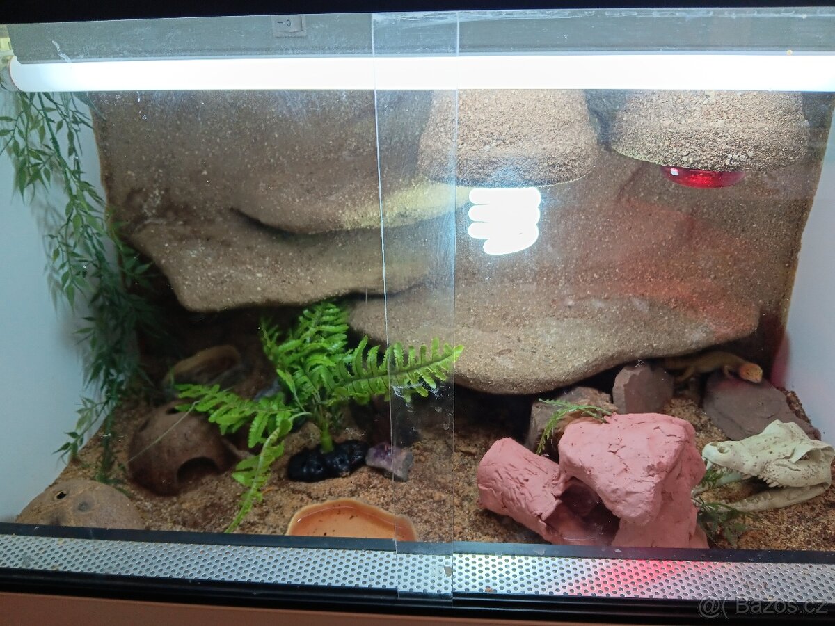 Gekončík noční +terarium - 4