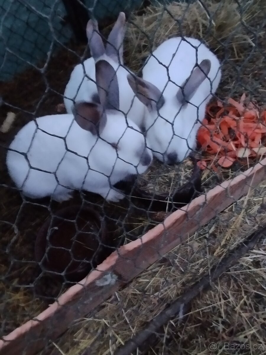 Prodám králíky.. - 4