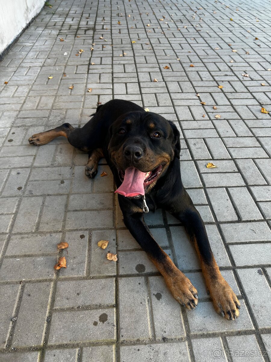 Daruji rotvajlera - 4