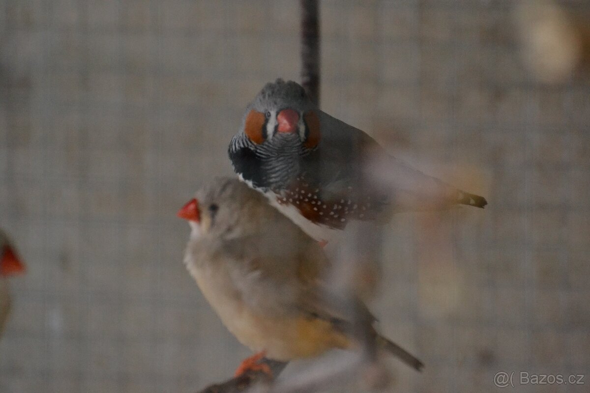 Zebřičky, holoubek diamantový - 4