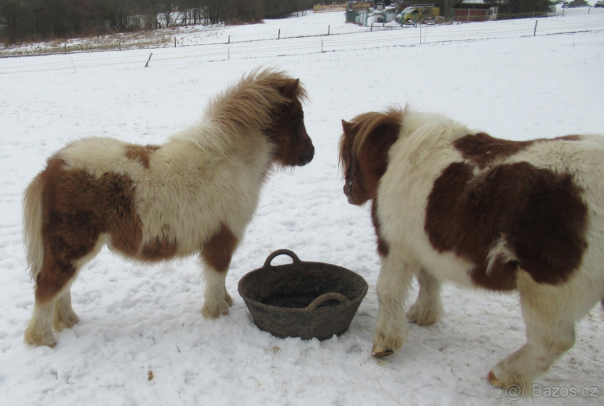 Shetland pony mini - 4