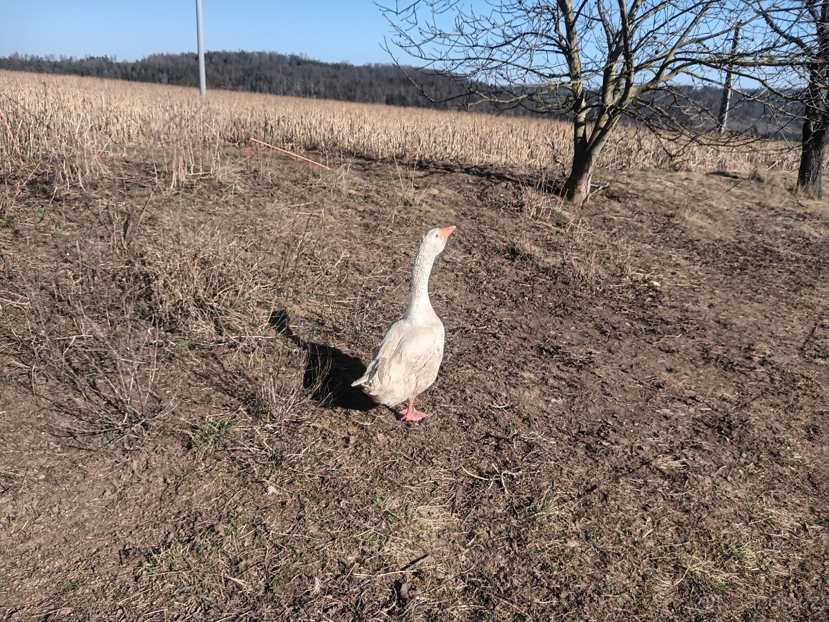 Chovný kmen hus - 4