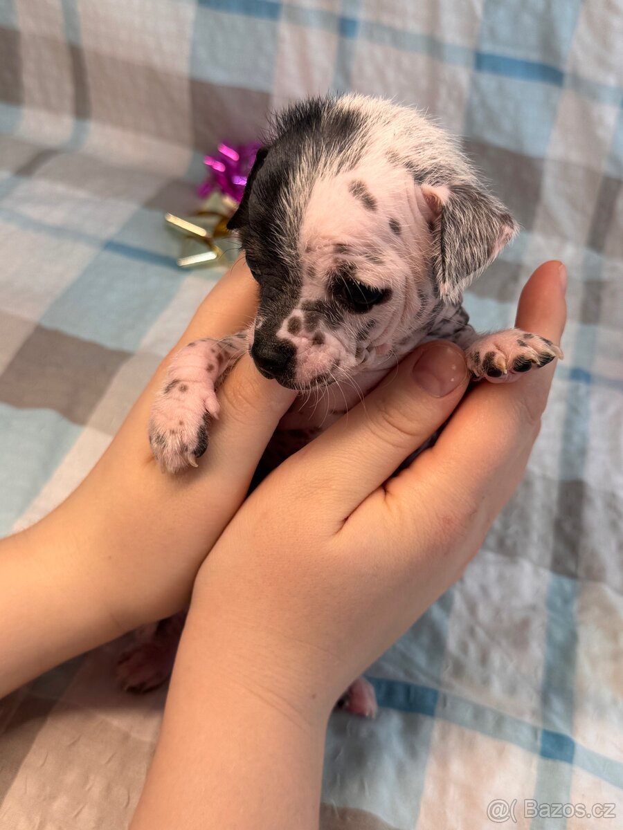 Hairless čivava - naháč - 4