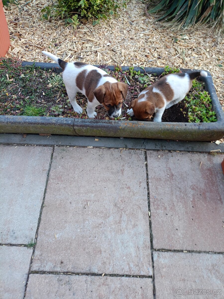 Jack Russel terier - 4