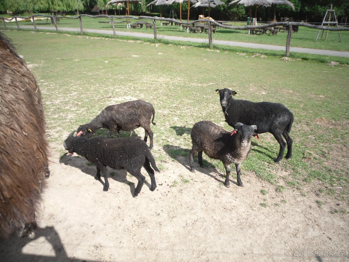 Ovce Quessantská - 4