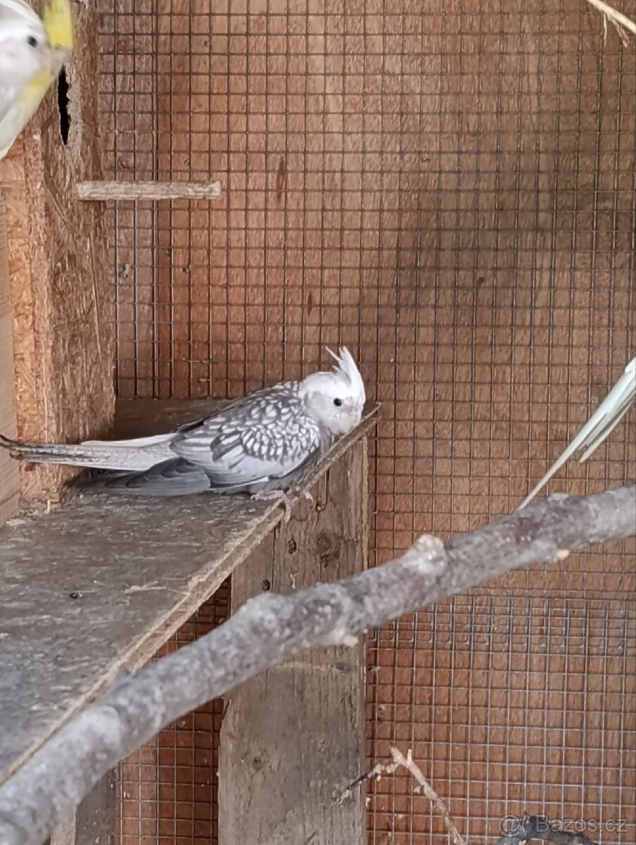 Korela chocholatá - 4