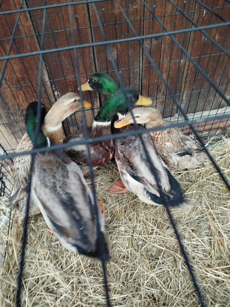 Kachny a kačery - 4