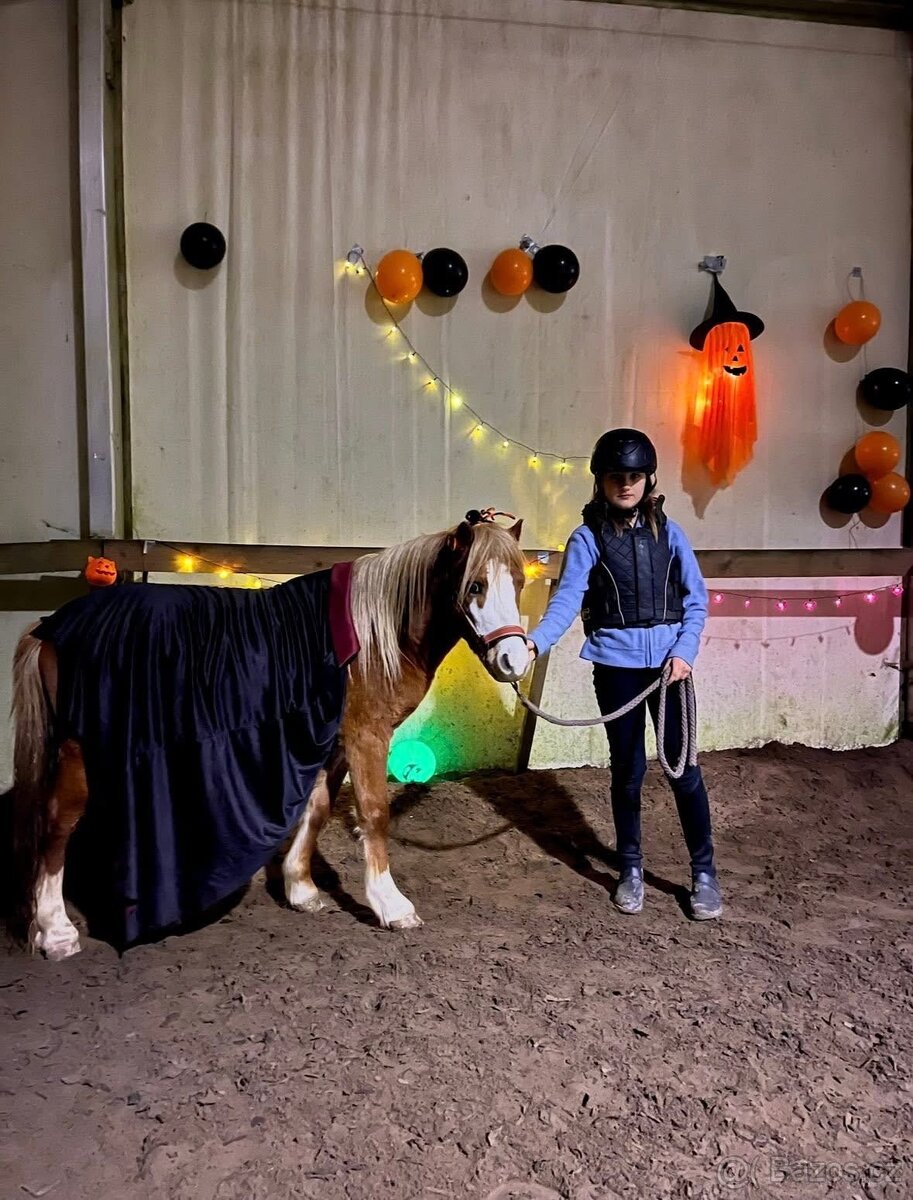 WELSH MOUNTAIN PONY PRO DĚTI - 4