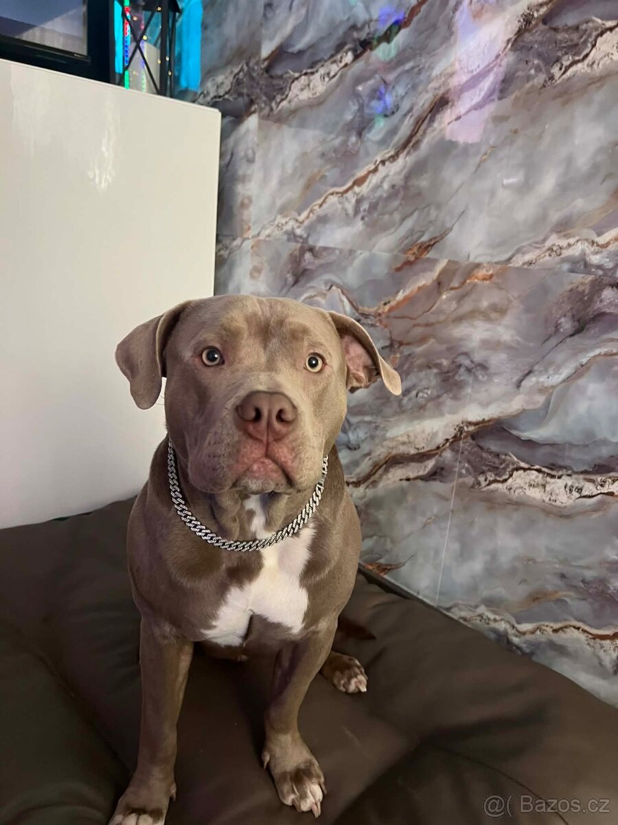 American bully pocket - 4