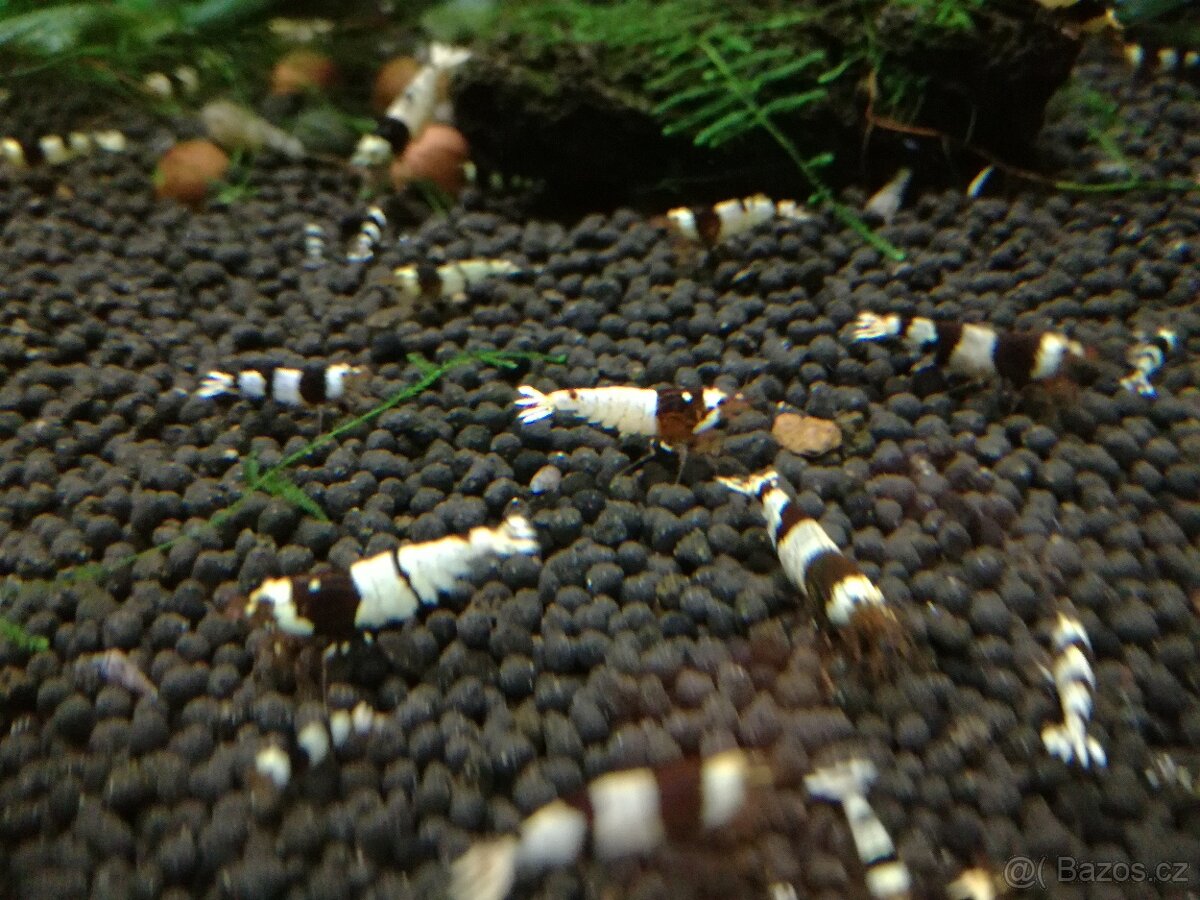 Red Crystal a Black Crystal - 4