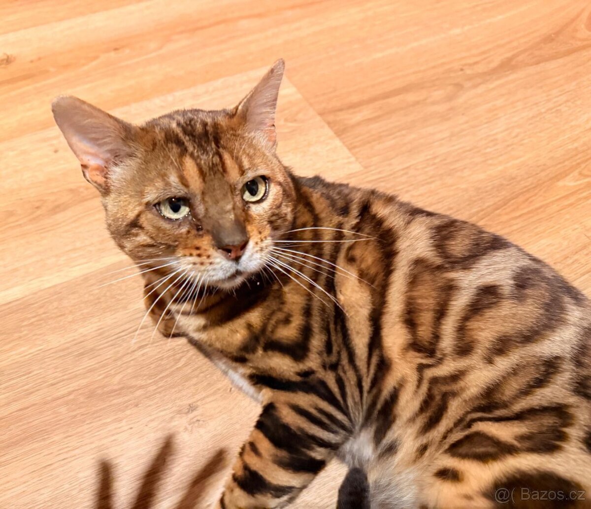 ‼️ HLEDÁ SE ‼️ - 4