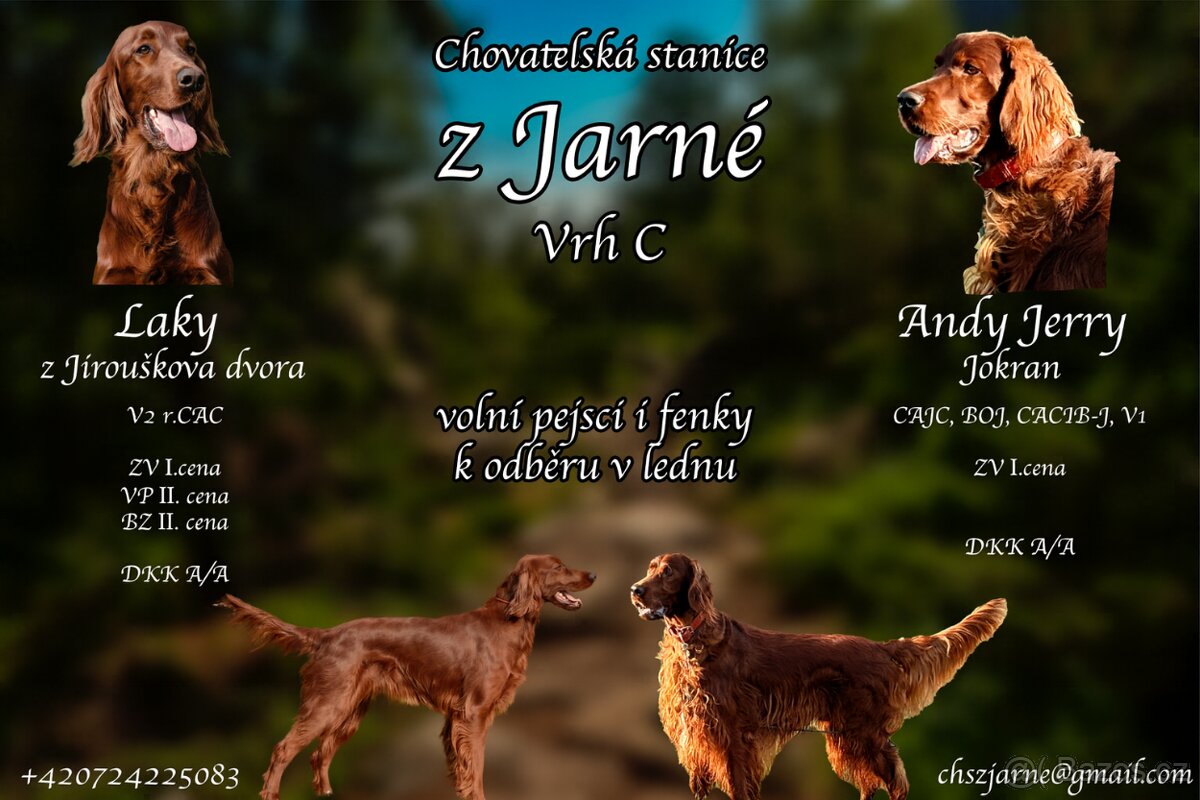 Irský setr s PP - 4