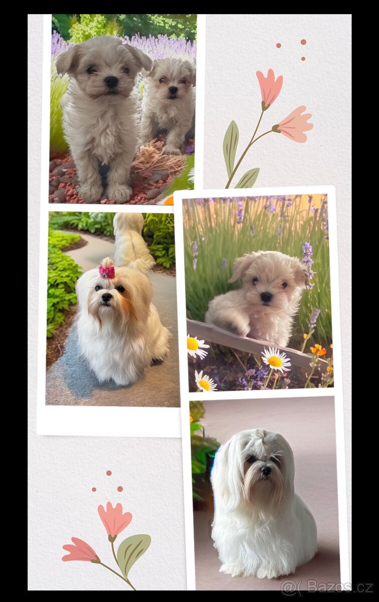 Maltézský psík s PP - 4