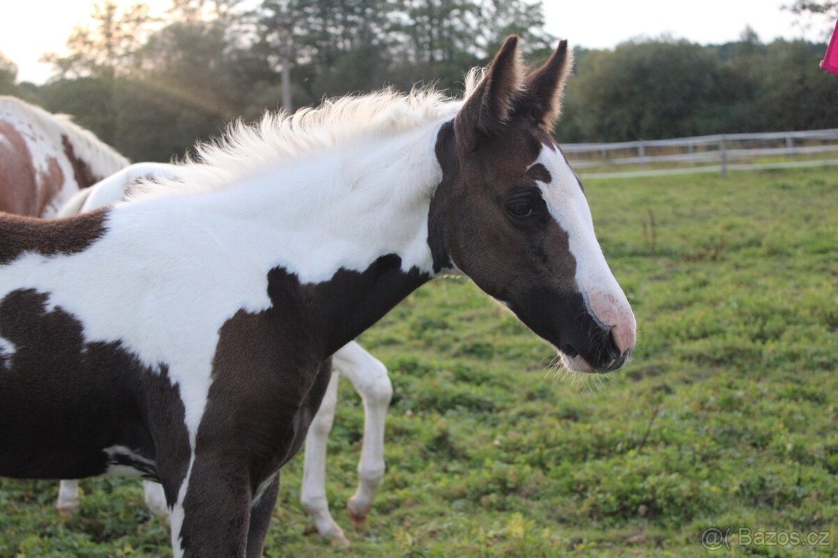 Paint Horse klisna po Cat Prints - 4