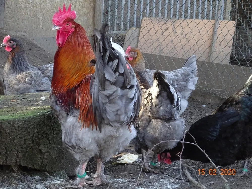 Maranska 🥚🐣 (násadová vejce i kuřátka) - 4