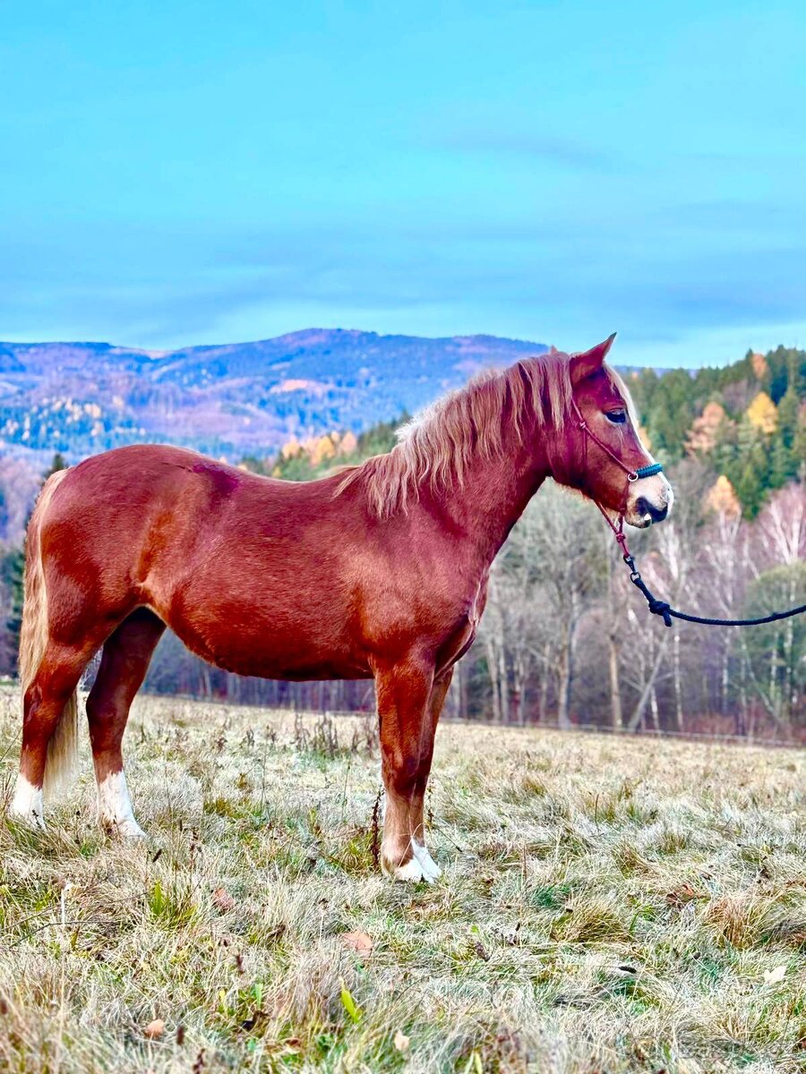 Klisna Welsh pony of cob type - 4