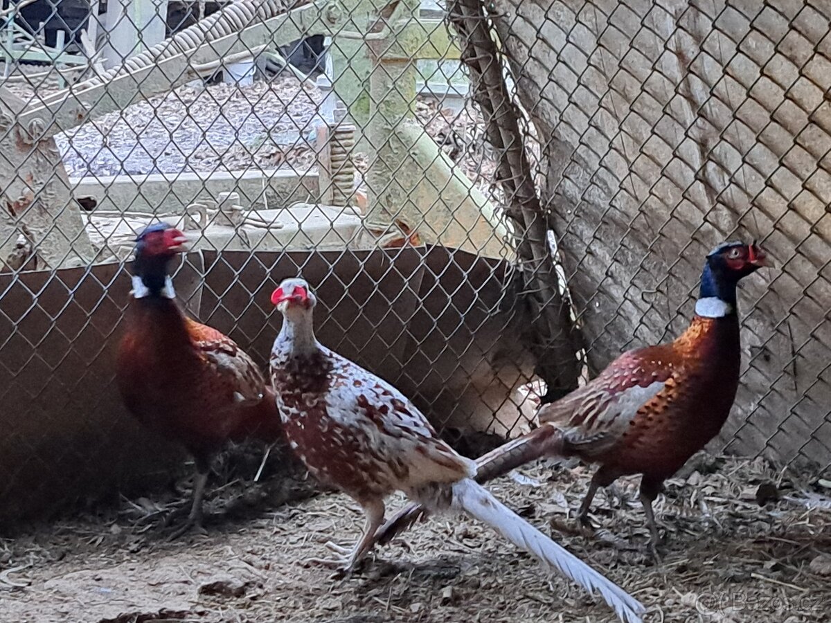 Bažanti - Bažant obecný - kohouti - 4