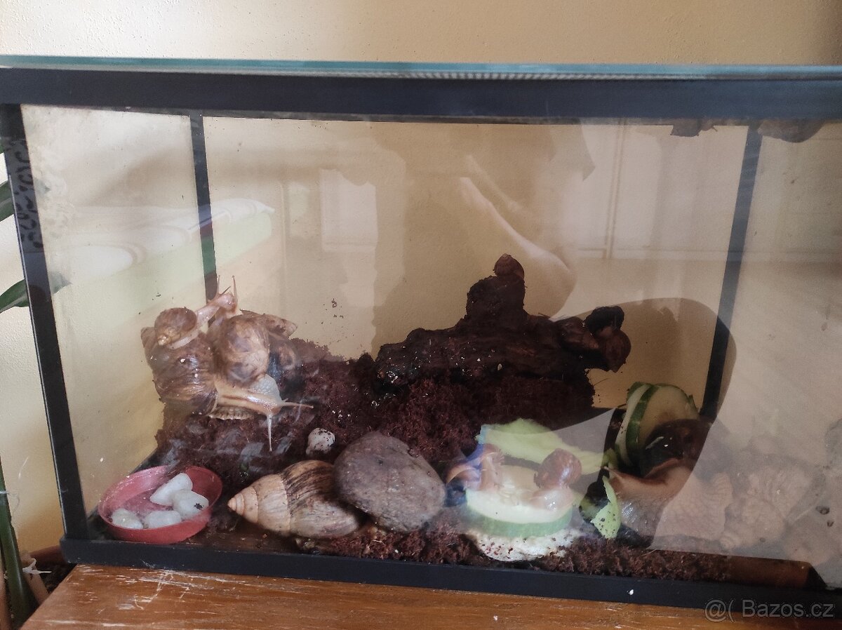 Šnek africký rodu achatina imacullata - 4