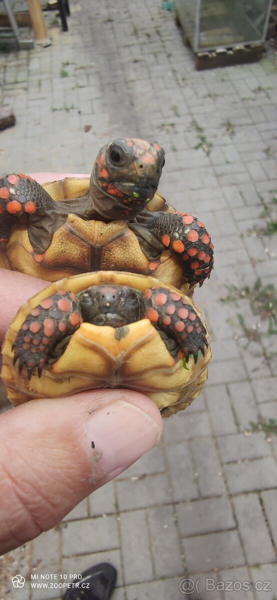 Želva uhlířská mladata - 4