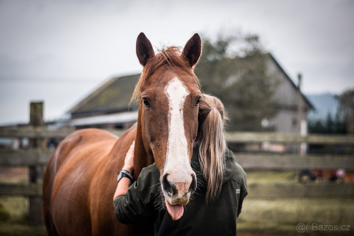 Teplokrevný valach - 4
