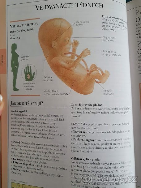 Těhotenství v otázkách a odpovědích - 4