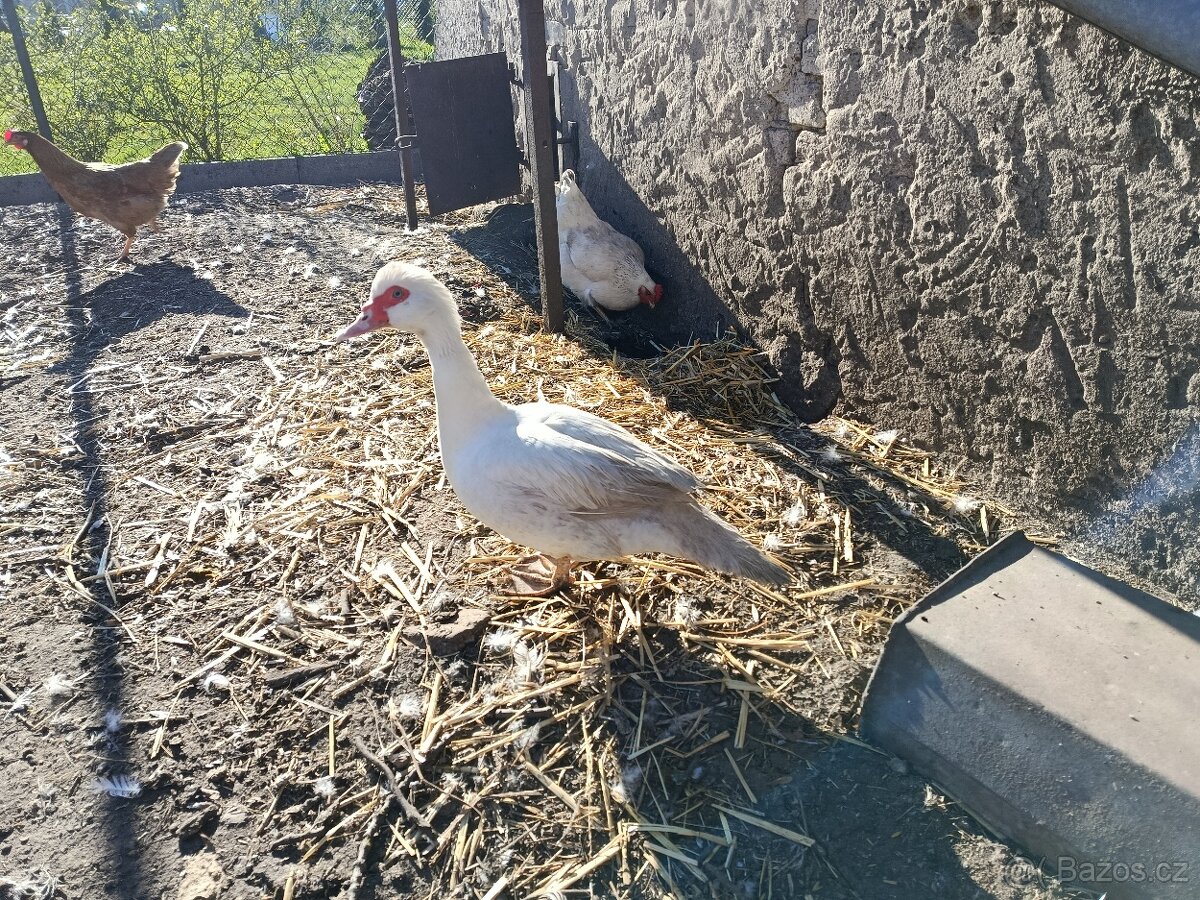 3x kachna pižmová - 4