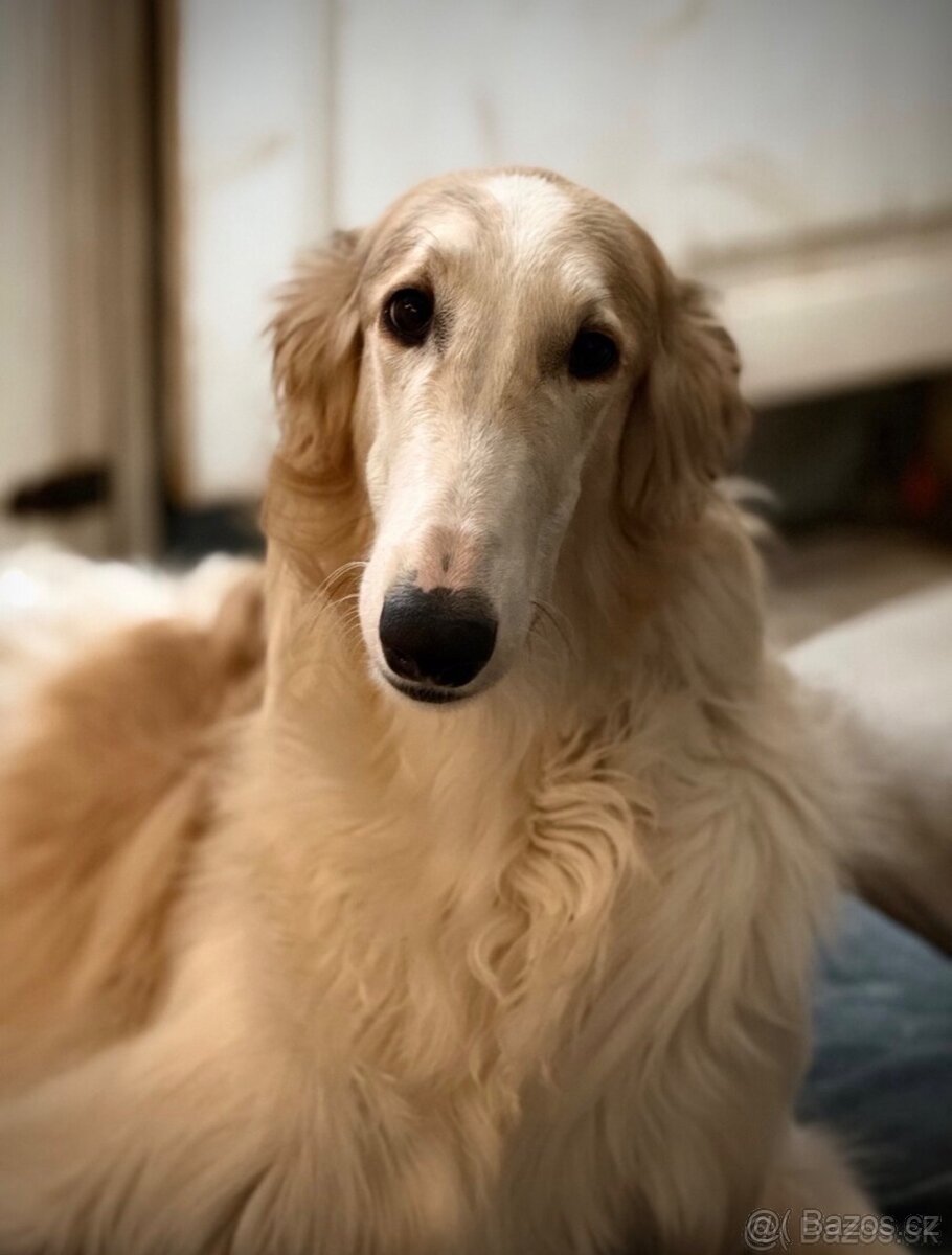 Rusky chrt Barzoj - 4