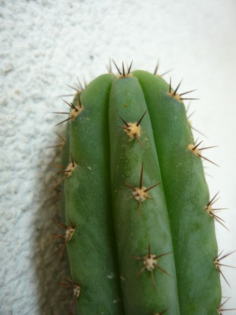 kaktusy - 4