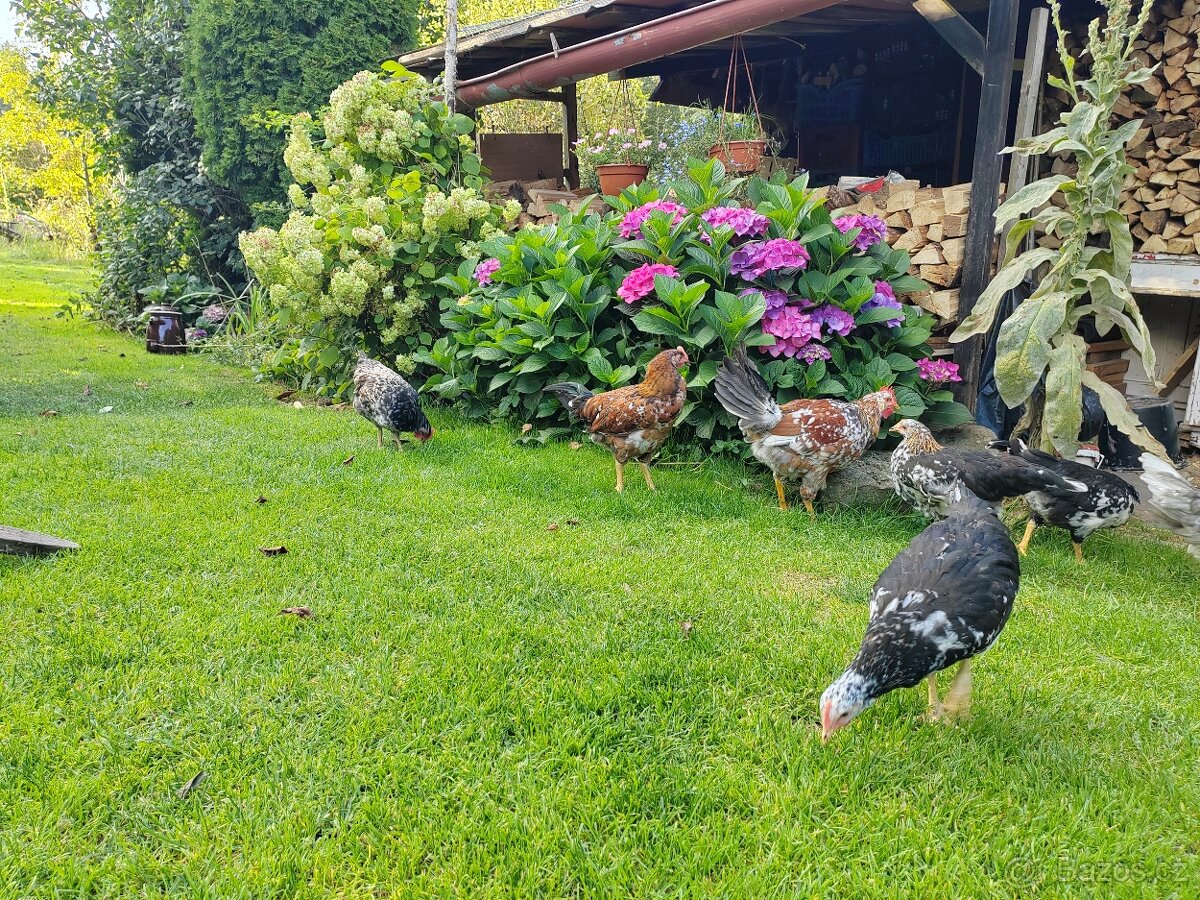 Kohouti - Švédská květina - 4