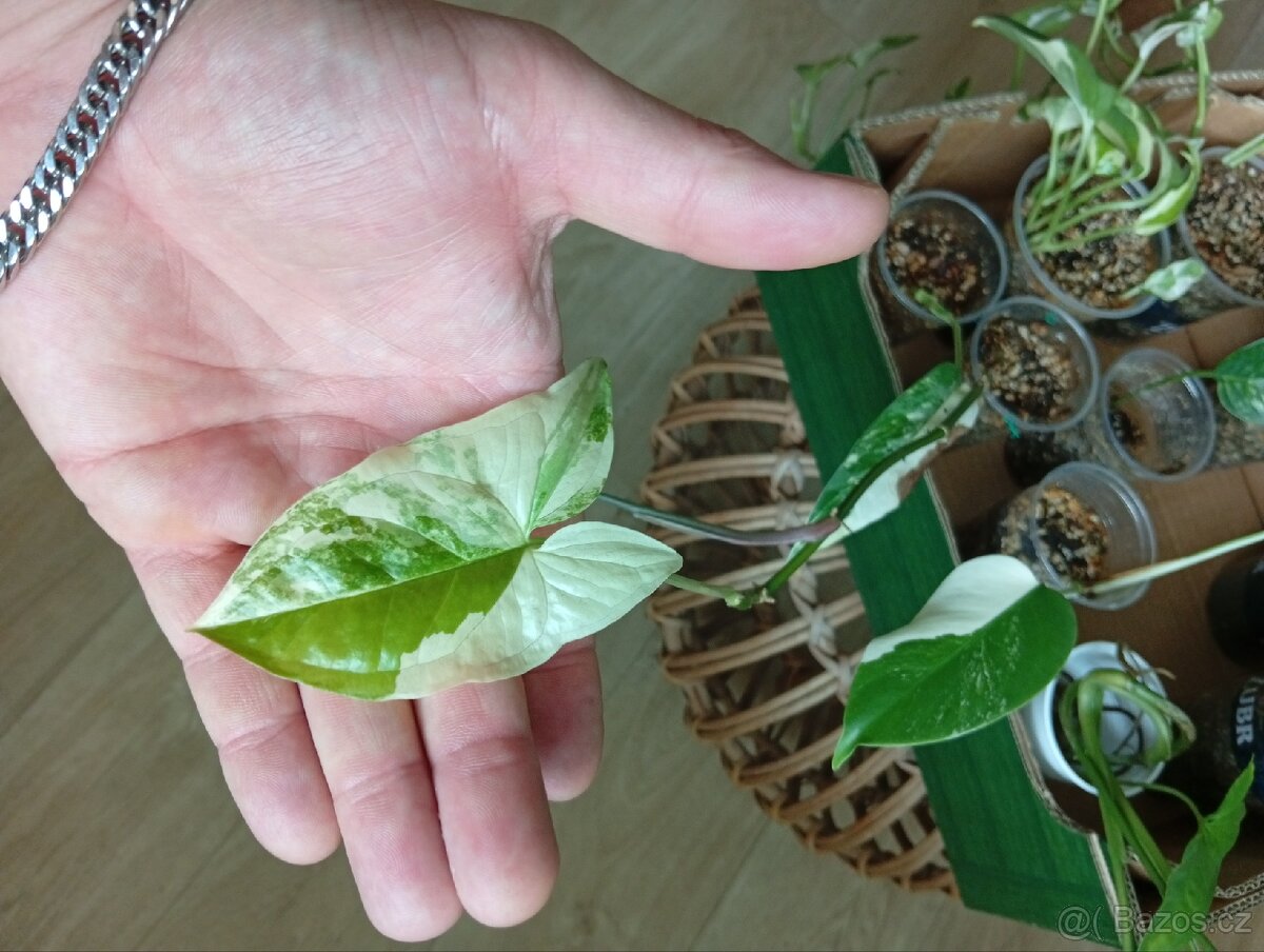 Pokojové rostliny - 4