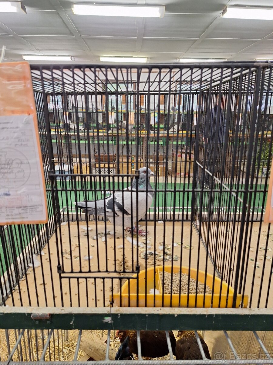 Poštovní holubi standart - 4