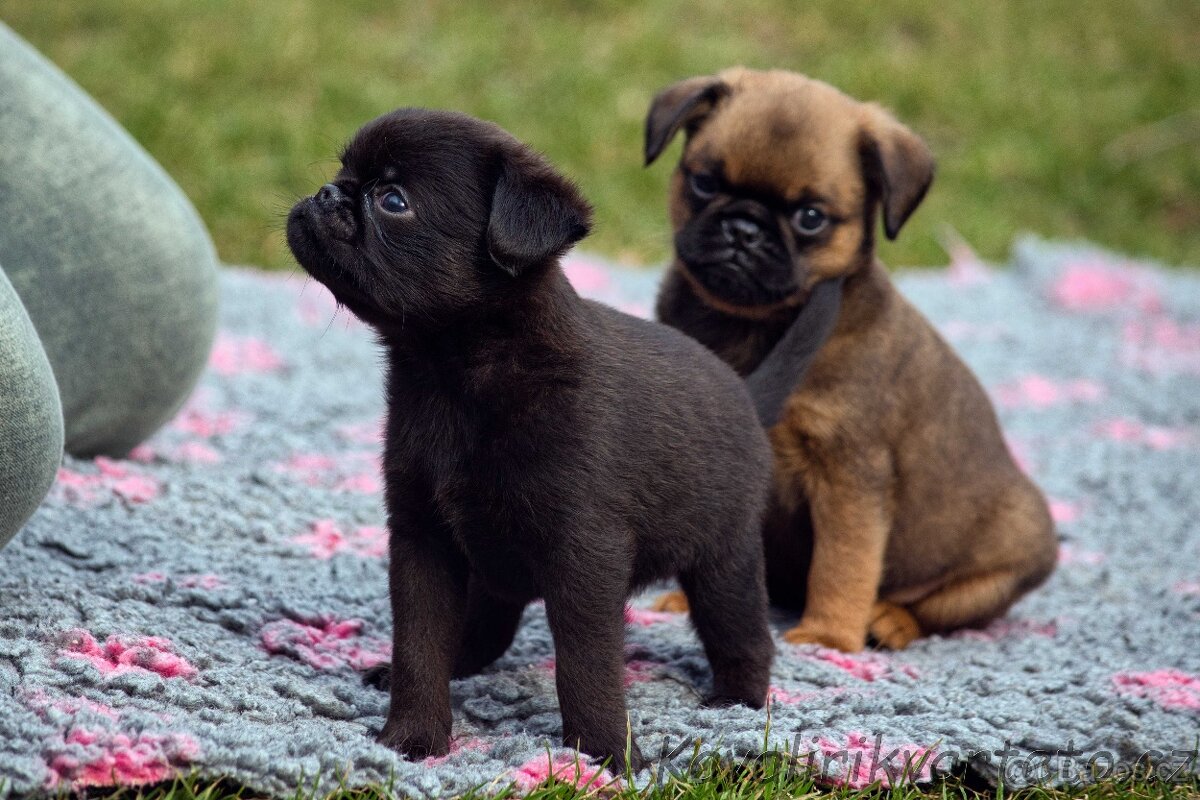 Brabantík s PP - pejsek - 4