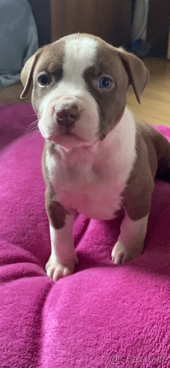 American Bully - 4