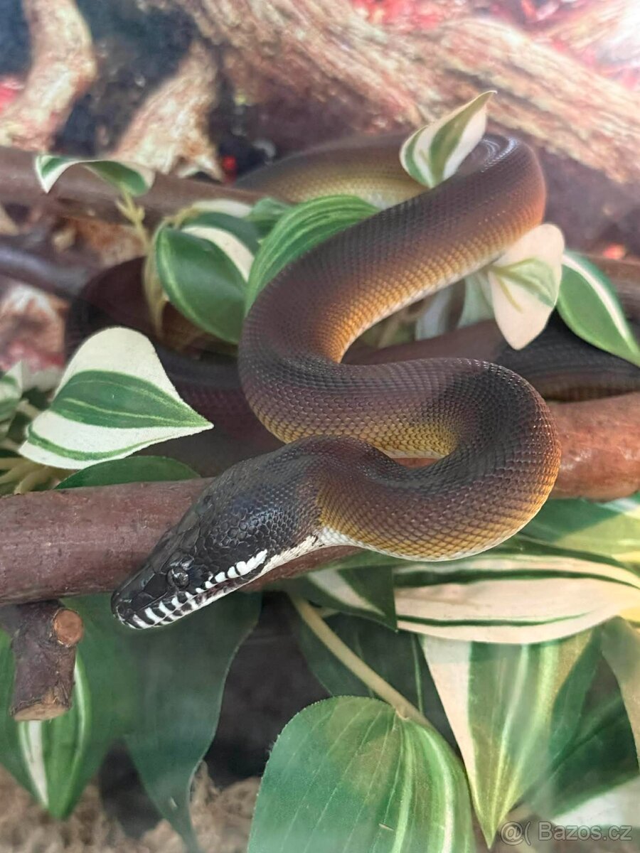 Prodám samce Leiopython albertisii - 4