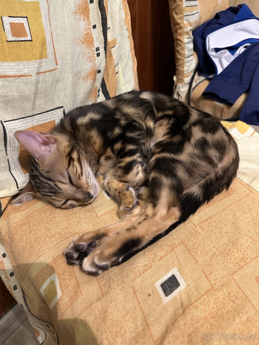 Bengálská koťátka na prodej - 4