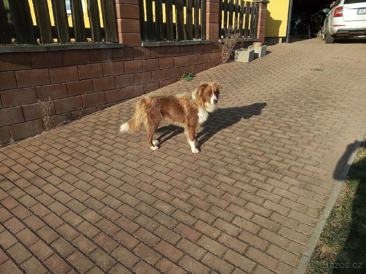 Krytí Border kolie - 4