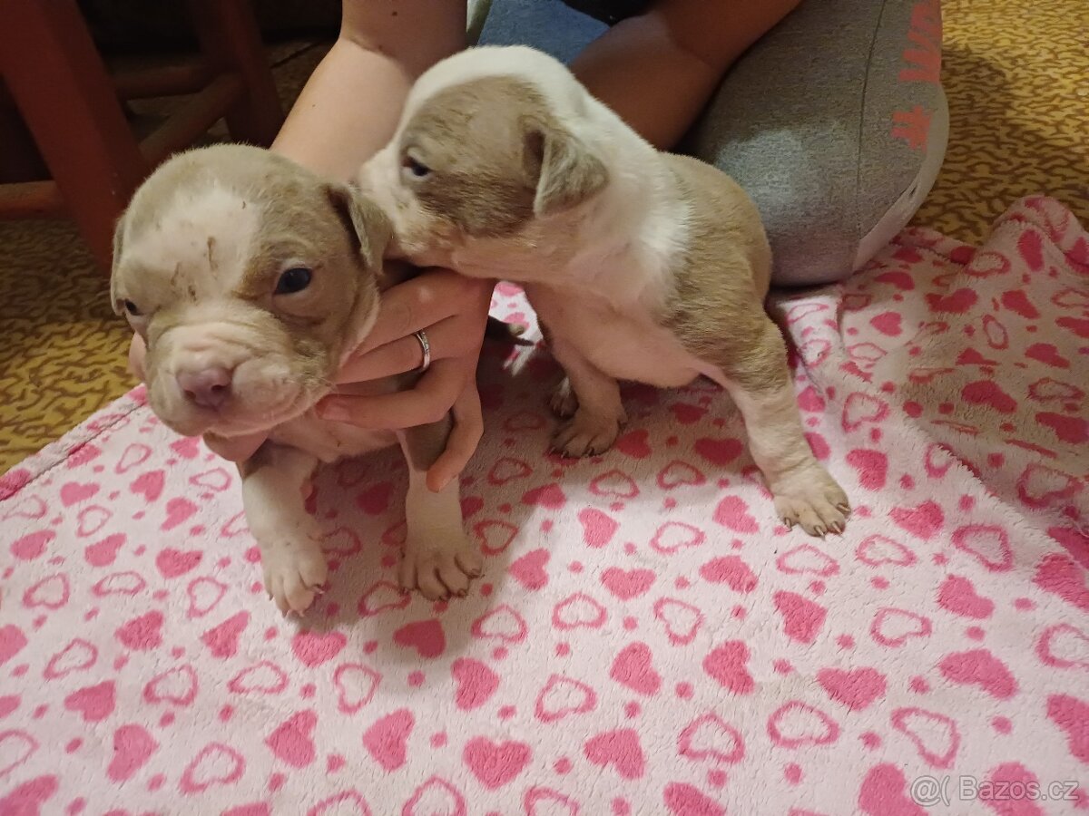 American bully xl štěňátka - 4