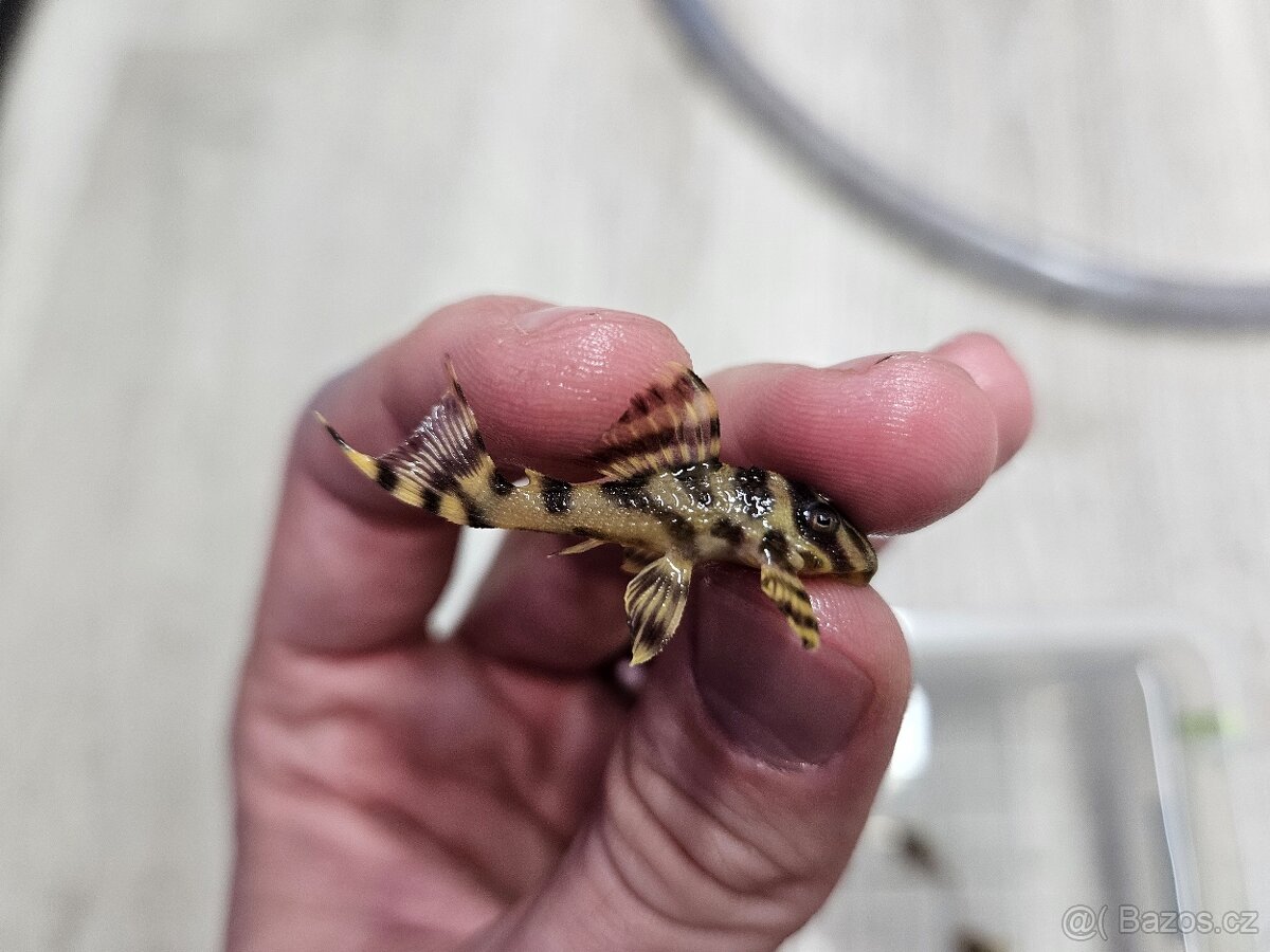 L 333 Gold line AAA - odchov - 4